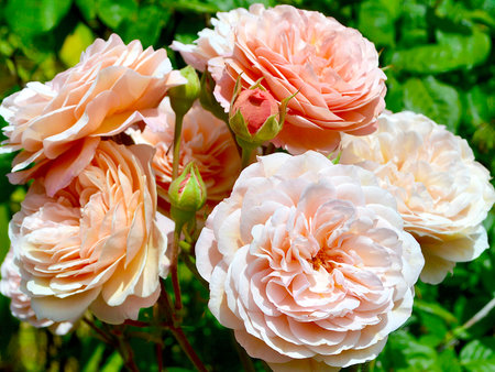 beautiful roses in the garden on a sunny summer day close-upの写真素材