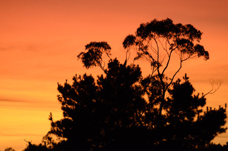 Silhouette of a tree at sunset in Tasmania, Australia.の写真素材