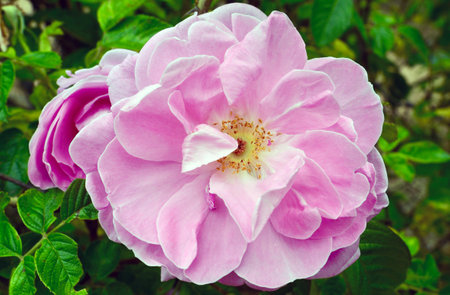 Beautiful pink rose blooming in the garden, close-upの写真素材