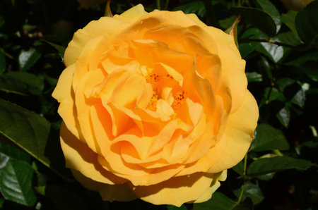 Beautiful yellow rose in the garden on a sunny summer day.の写真素材