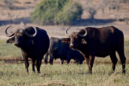 Buffalo in the Chobe National Park, Botswana, Africaの写真素材