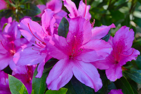 Pink azalea flowers in the garden. Close-up.の写真素材