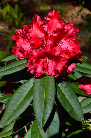 Red rhododendron in the garden on a sunny dayの写真素材