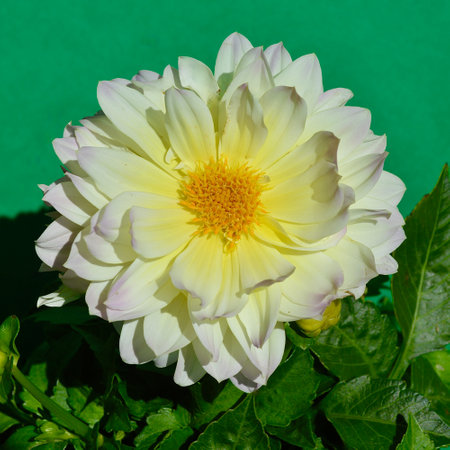 White dahlia on a green background. Close-up.の写真素材
