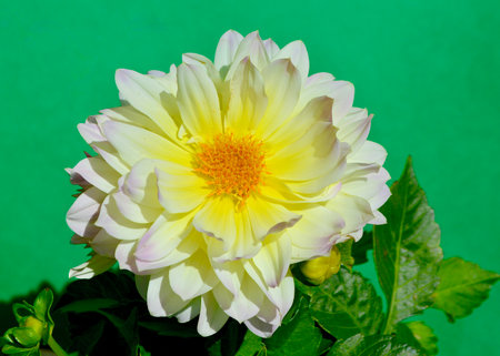 White dahlia flower on a green background. Close-up.の写真素材