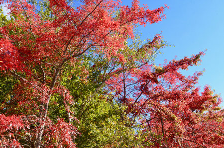 Red leaves of Japanese maple tree in autumn season against blue sky.の写真素材