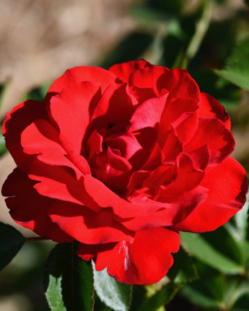 Beautiful red rose in the garden on a sunny summer day.の写真素材