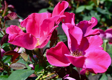 Pink rose flowers in the garden, close-up of a flowerの写真素材