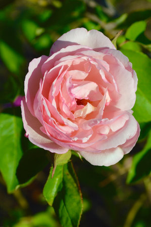 Beautiful pink rose in the garden on a sunny summer day.の写真素材