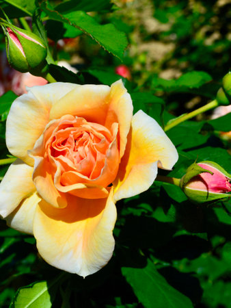 Roses in the garden, Roses are beautiful with a beautiful sunny day.の写真素材