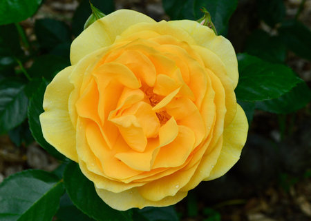 Yellow rose blooming in the garden, closeup of photo.の写真素材