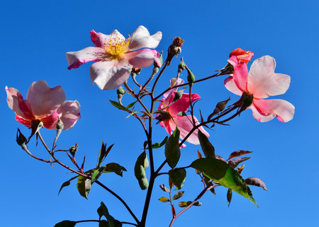 Rose bush with pink flowers and green leaves against the blue sky.の写真素材
