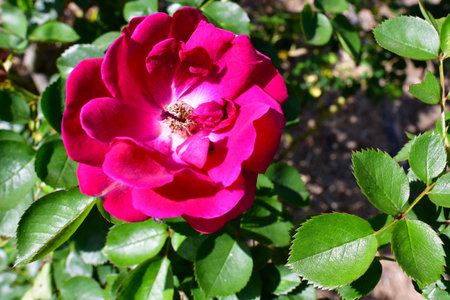 Close-up of a red rose on a background of green leavesの写真素材