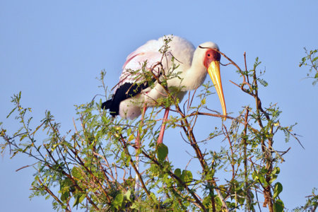 Yellow billed stork iby the Chobe River in Botswana.の写真素材