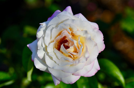 Beautiful white rose in the garden on a sunny summer day.の写真素材