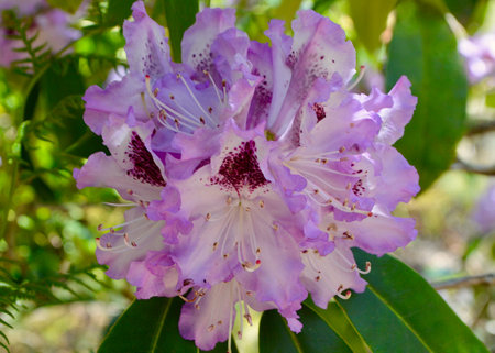 Purple rhododendron flowers in a botanical gardenの写真素材