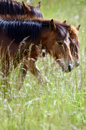 Wild horses grazing in the meadow in the summer. Portrait of horses. Snowy River, Australia.の写真素材