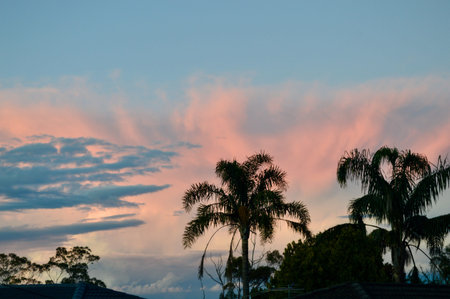 Palm trees in the evening. Beautiful sunset sky with clouds.