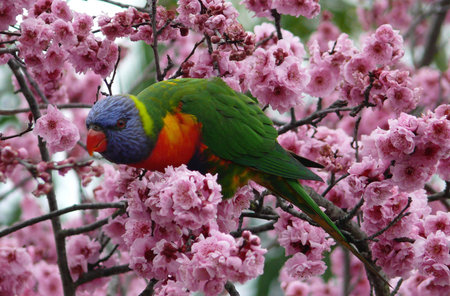A rainbow lorikeet feasts on cherry blossoms at Hazelbrook in the Blue Mountains, NSW