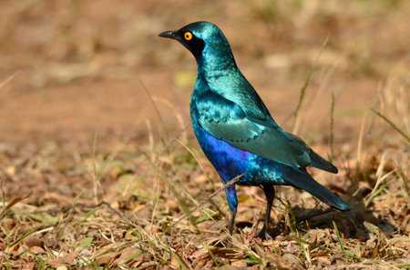Superb Starling, Lamprotornis superbus, single bird on ground, South Africaの写真素材