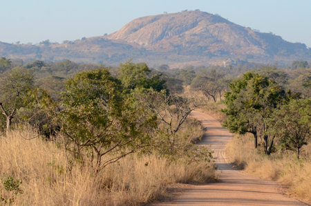 Rural road in the Chobe National Park, Botswana, Africaの写真素材