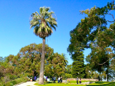 Palm trees in King's Park in Perth Western Australia.の写真素材