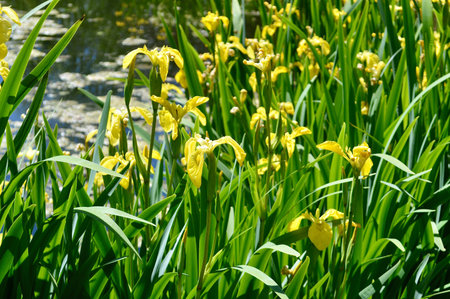 Yellow iris flowers blooming in the botanical garden in spring