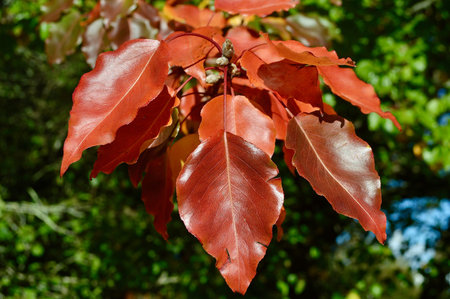 Red leaves of a tree in the autumn forest close-up.