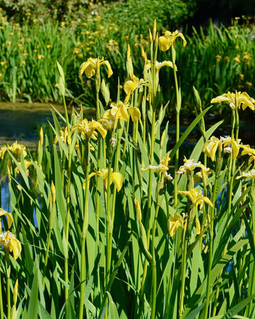 Yellow irises on a background of green grass in the park.の写真素材