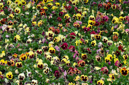 Colorful pansy flowers blooming in the garden in springtimeの写真素材