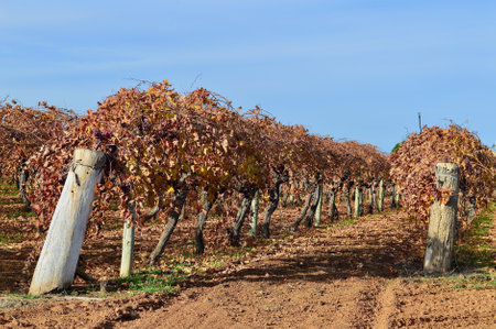 Vineyards in the autumn season in the western New South Wales, Australia.の写真素材