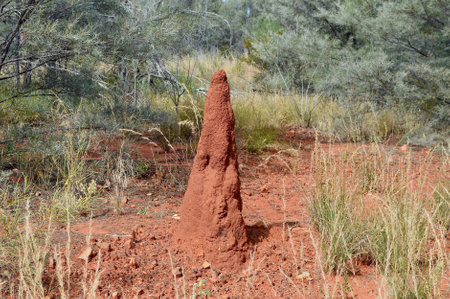 Termite mound in the Australian Outback, Northern Territory, Australiaの写真素材