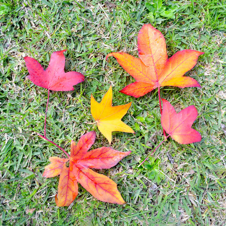 Red and yellow maple leaves on green grass background. Autumn season.