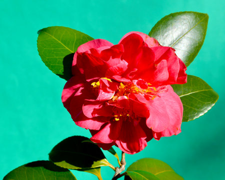 Camellia flower with green leaves on a blue background.の写真素材