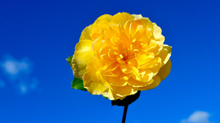Yellow rose flower on blue sky background. Shallow depth of field.の写真素材
