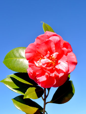 Camellia flower on the blue sky background, close upの写真素材