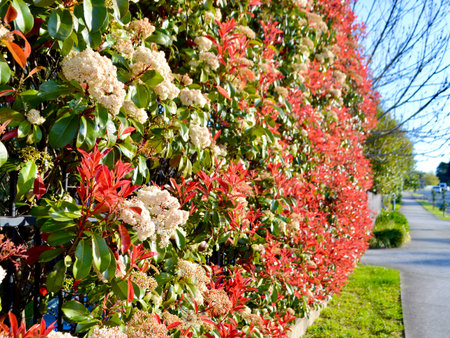 Red and white flowers on the fence of a row of trees.の写真素材