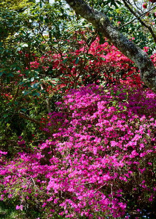 Bougainvillea flowers blooming in the garden, Thailand.の写真素材