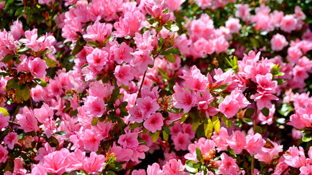 Azalea flowers in full bloom in the spring garden. Natural background.の写真素材