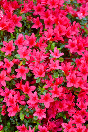 Azalea flowers blooming in the garden. Natural floral background.の写真素材