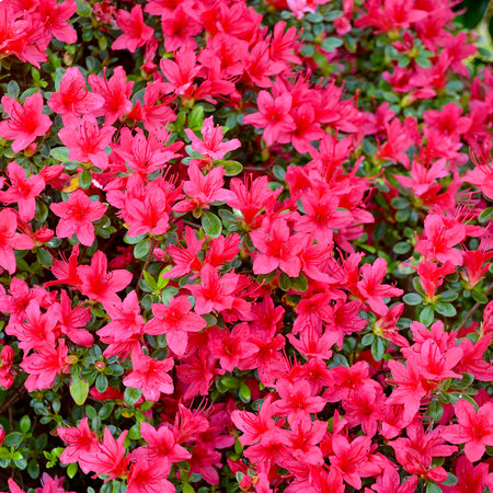 Azalea flowers blooming in the garden. Spring background.の写真素材