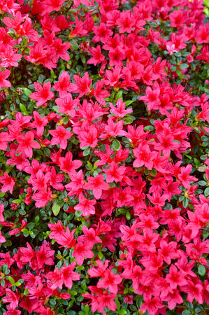 Azalea blooming in the garden. Natural floral background.の写真素材