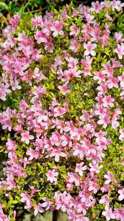 Azalea flowers in the garden. Spring background. Selective focus.の写真素材