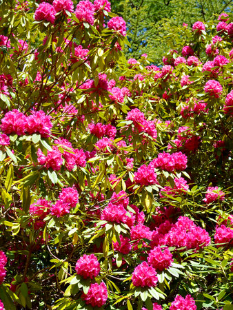blooming rhododendron flowers in the garden as backgroundの写真素材