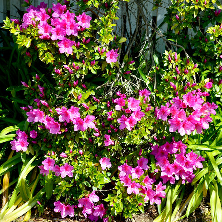 Pink azalea flowers in the garden on a sunny day.の写真素材