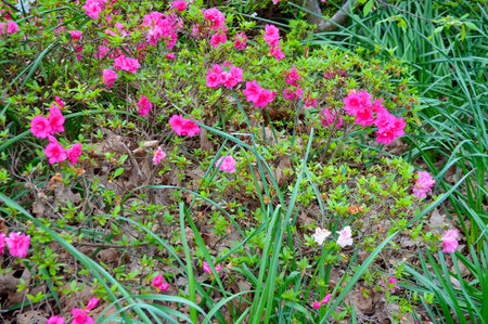 Azalea flowers blooming in the garden in spring time.の写真素材