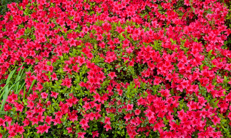 Azalea flowers blooming in the garden. Nature background.の写真素材