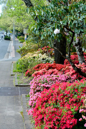 Azalea flowers in bloom on a street in Seattle, Washington.の写真素材