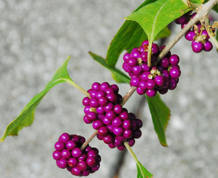 purple berry clustersの写真素材