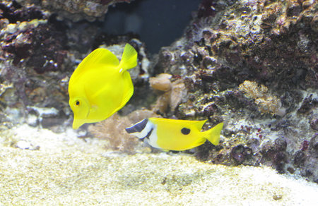 yellow tropical fish
